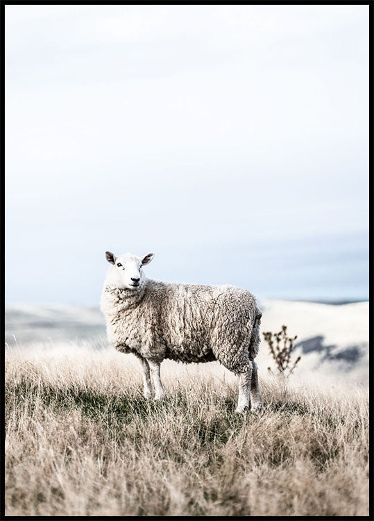 Weißes Schaf im Feld Poster - Posterbox.no