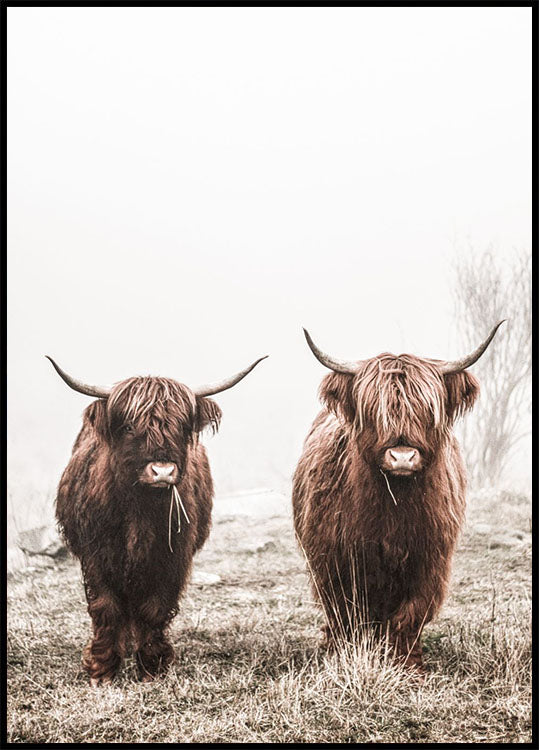 Schottisches Highlanders-Poster - Posterbox.no