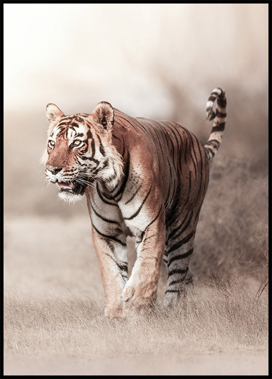 Tiger Walk Poster - Posterbox.no