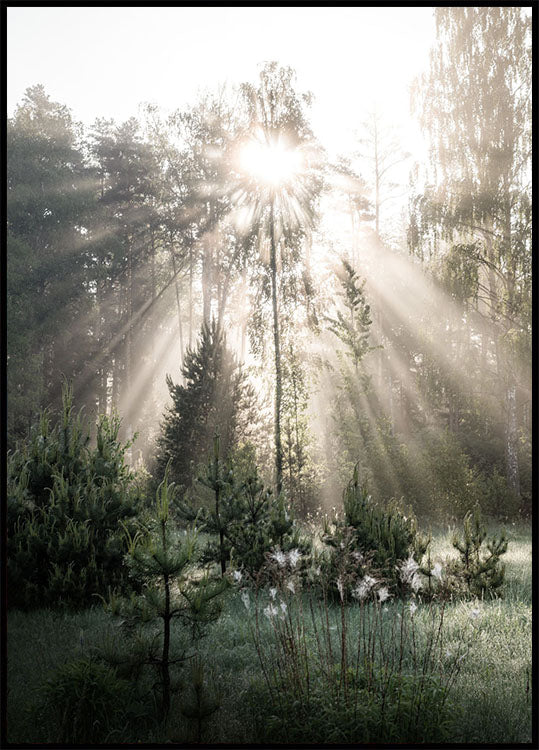 Sonnenstrahlen im Wald Sunshine Forest Poster - Posterbox.no