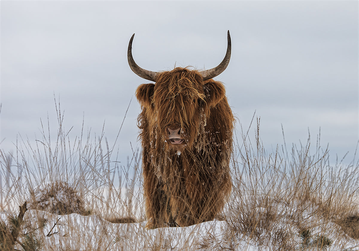 Highlander in Snow Plakat - Posterbox