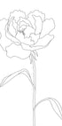 Peony Lines - Posterbox