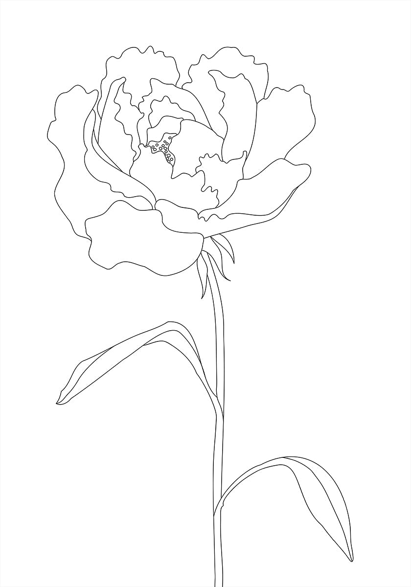 Peony Lines - Posterbox