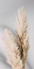Pampas Grass Grey - Posterbox