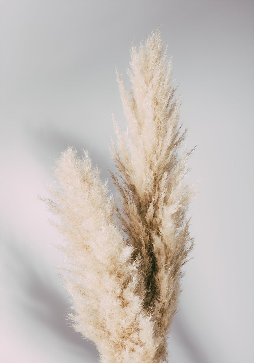 Pampas Grass Grey - Posterbox