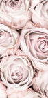 Pink Roses No 01 - Posterbox