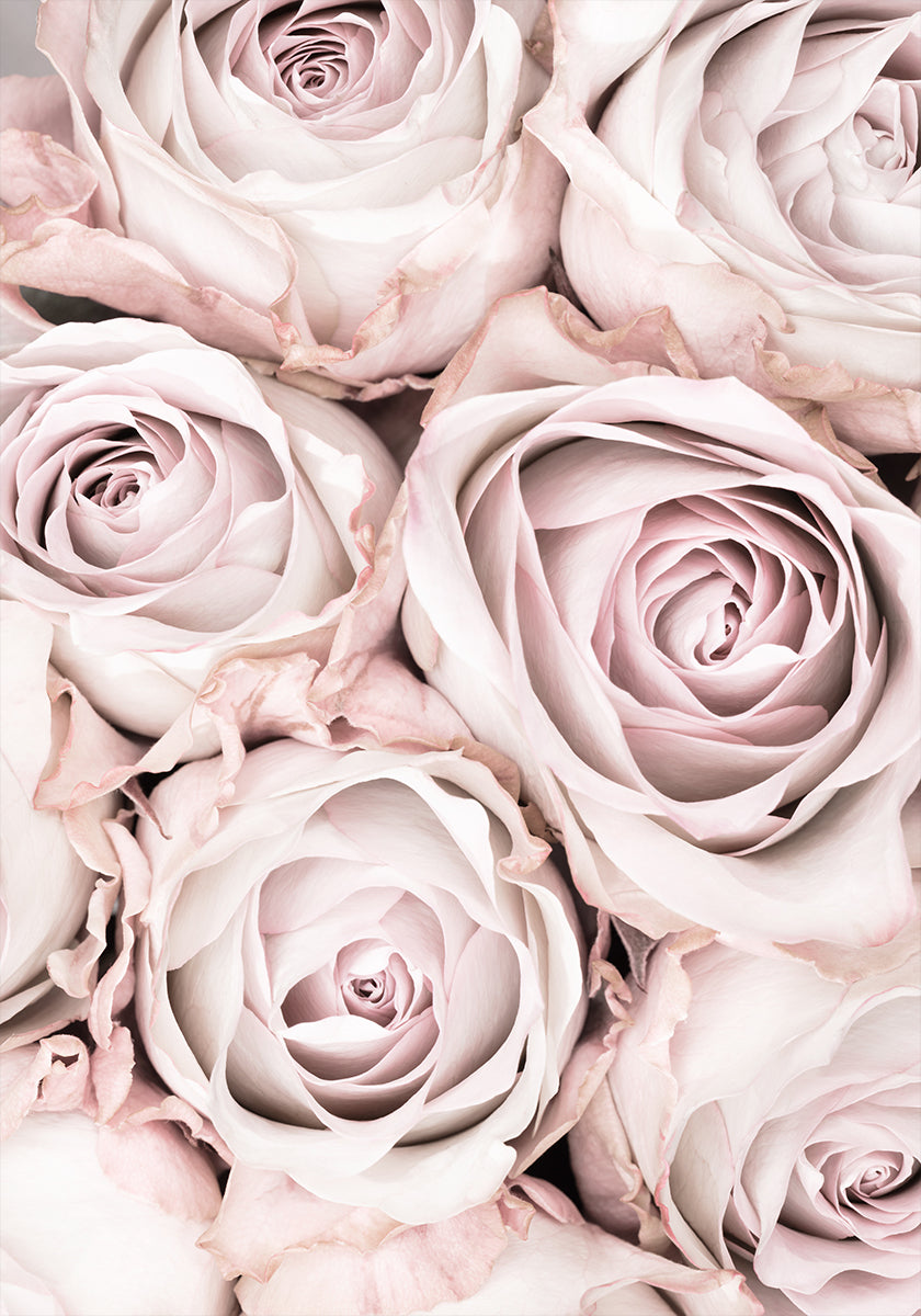 Pink Roses No 01 - Posterbox