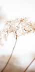 Soft dried flower_brown - Posterbox