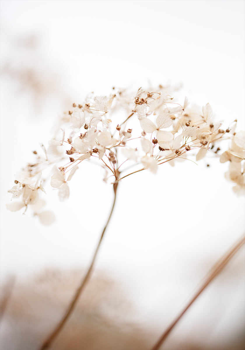 Soft dried flower_brown - Posterbox