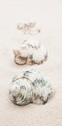 Shells - Posterbox