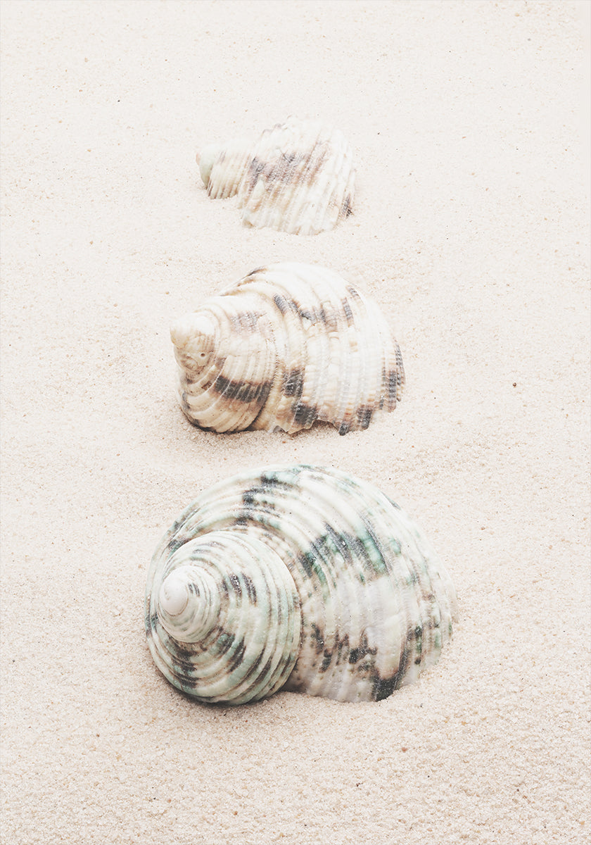 Shells - Posterbox