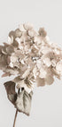 Beige dried flower Plakat - Posterbox