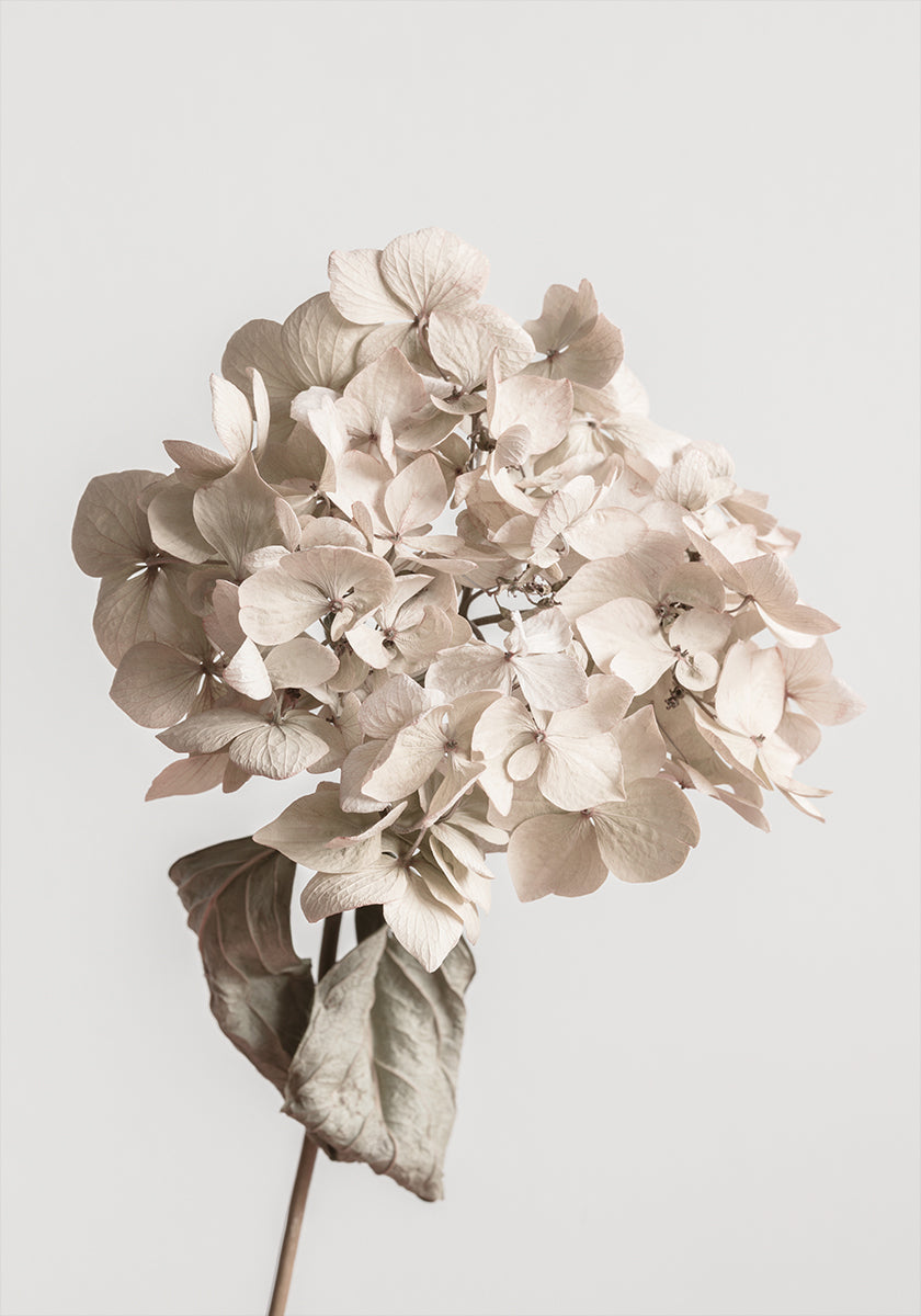 Beige dried flower Plakat - Posterbox