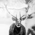 Male deer in heavy snow Plakater - Posterbox