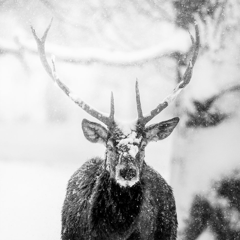 Male deer in heavy snow Plakater - Posterbox