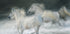 gallop in a duel Plakat - Posterbox