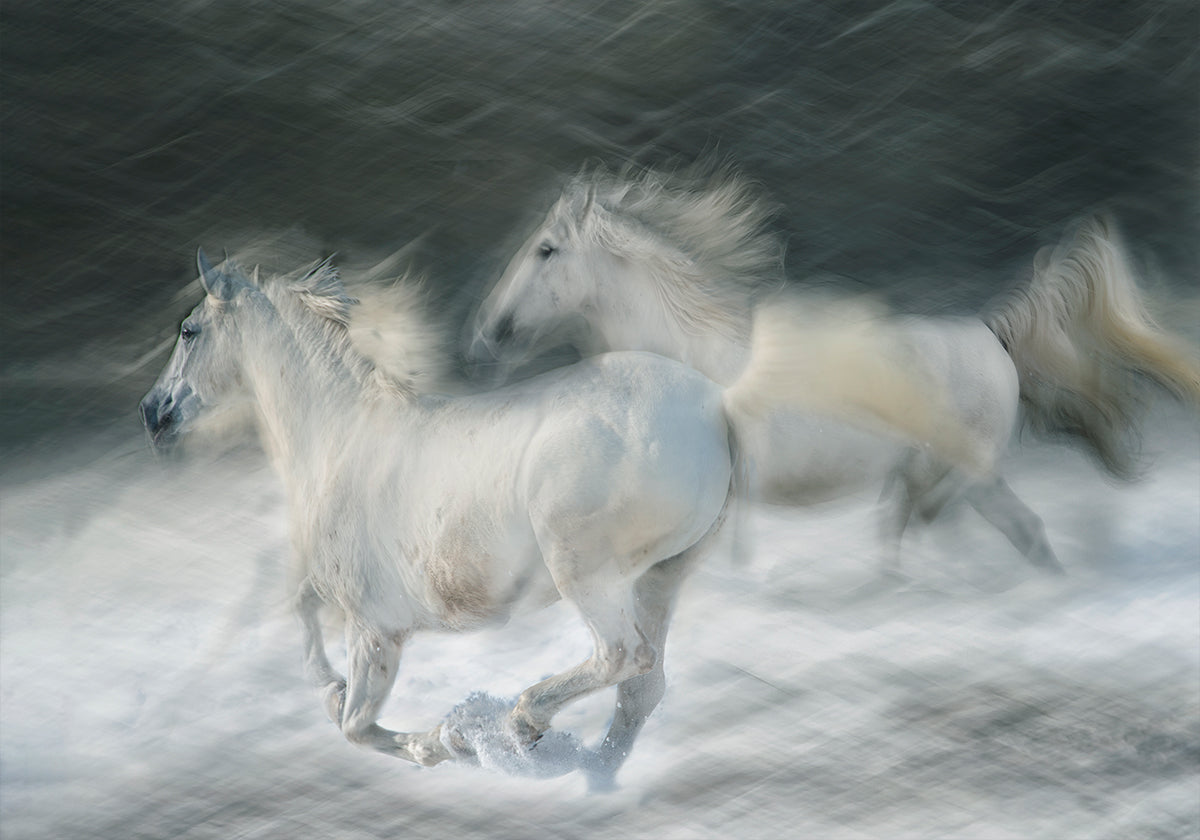 gallop in a duel Plakat - Posterbox