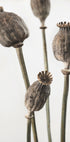 Dried_006 - Posterbox