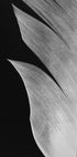 Feather No.5 Plakat - Posterbox