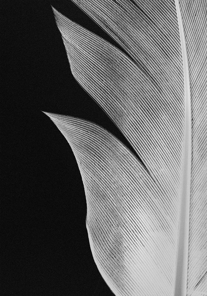 Feather No.5 Plakat - Posterbox