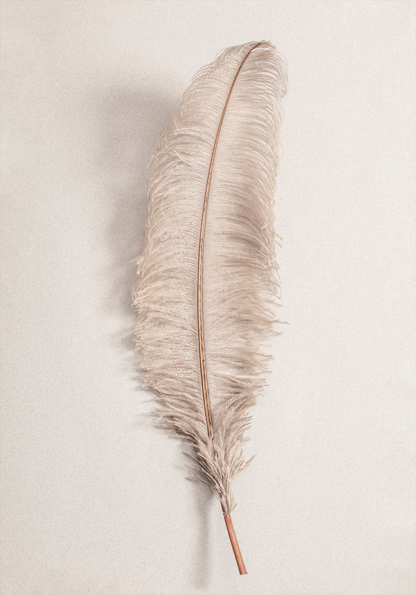 Feather No.2 Plakat - Posterbox