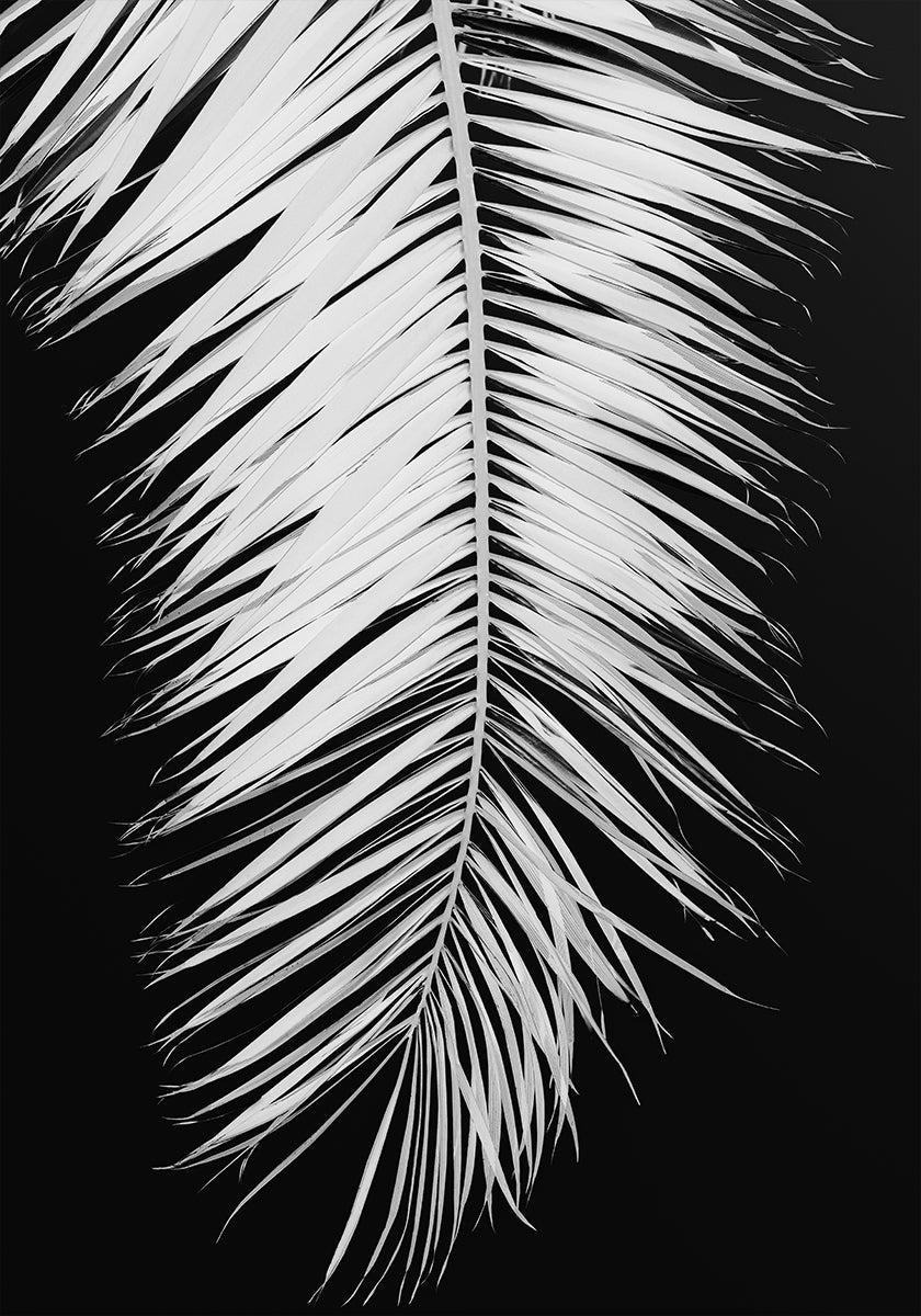 Palmblad No.4 Plakat - Posterbox