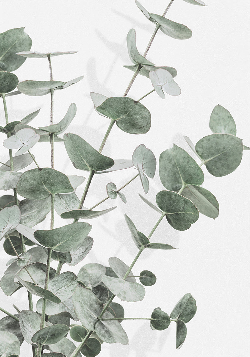 Eucalyptus_003 Plakat - Posterbox