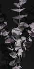 Eucalyptus_Negative_001 - Posterbox