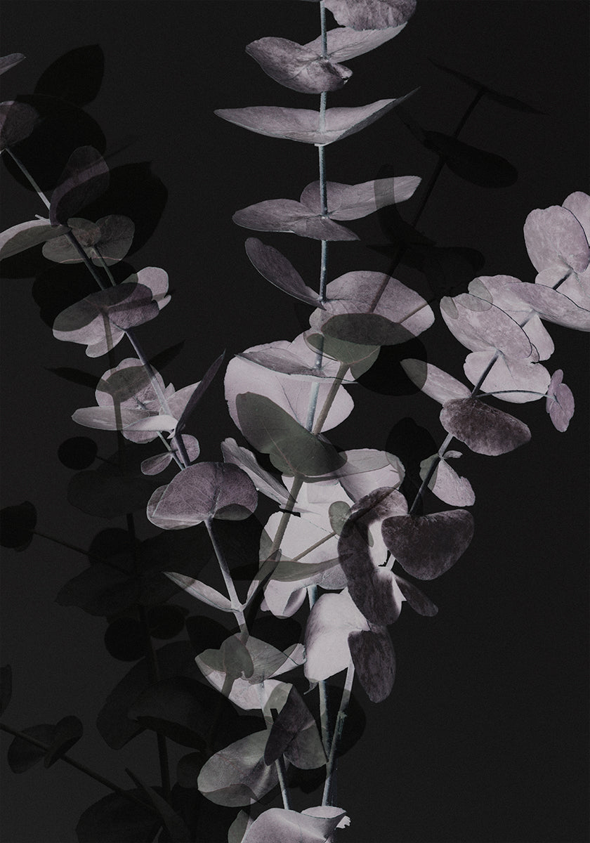 Eucalyptus_Negative_001 - Posterbox