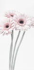 Pink Flowers  Plakat - Posterbox