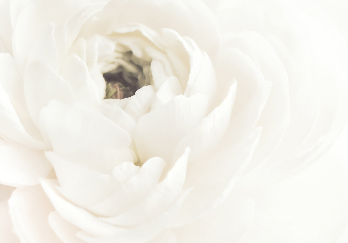White Flower Plakat - Posterbox
