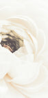 White Flower No.1 Plakat - Posterbox