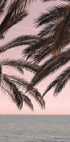 Palm_011 - Posterbox