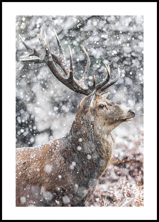 Roter Hirsch bei Schneefall Poster - Posterbox.dk