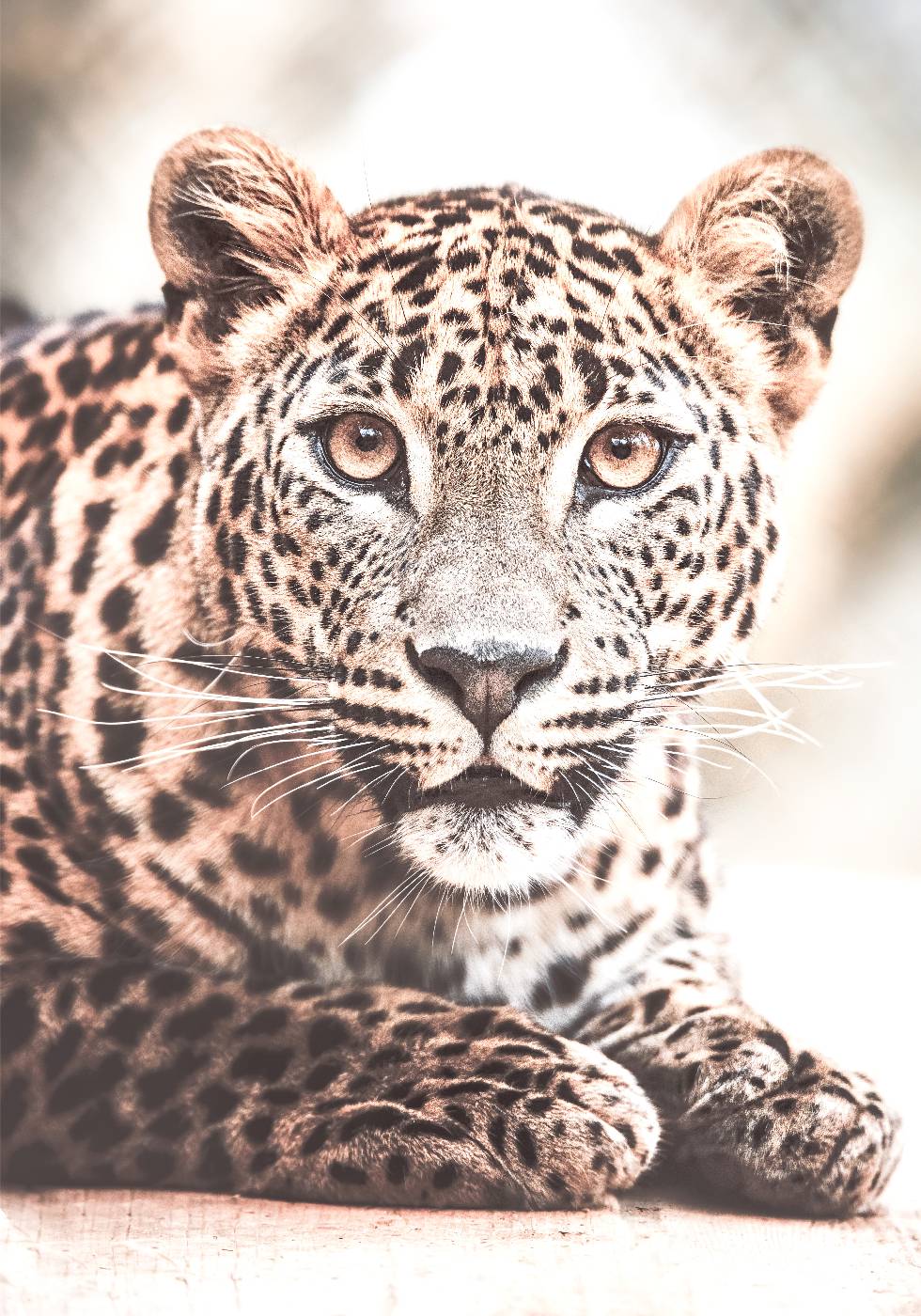 Wildes Leopard-Poster - Posterbox.dk