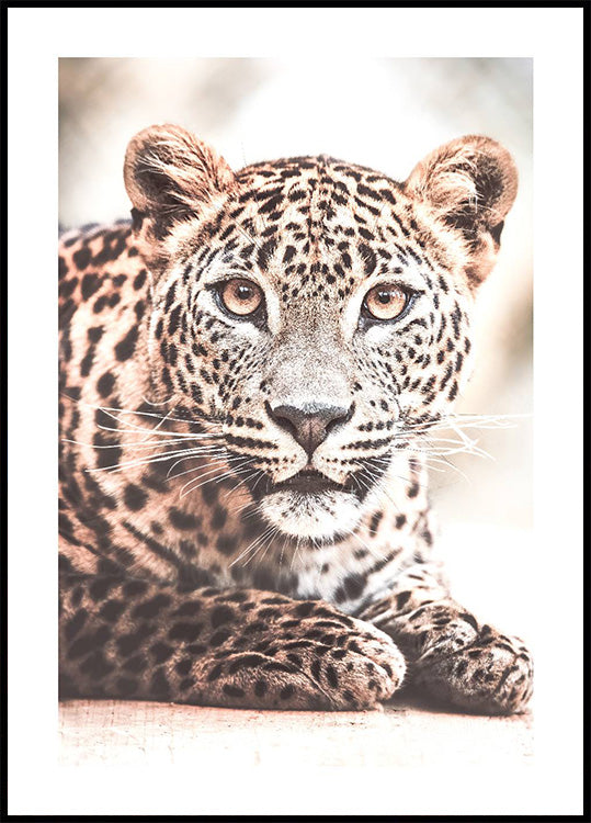 Wildes Leopard-Poster - Posterbox.dk