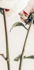 Peony 01 - Posterbox