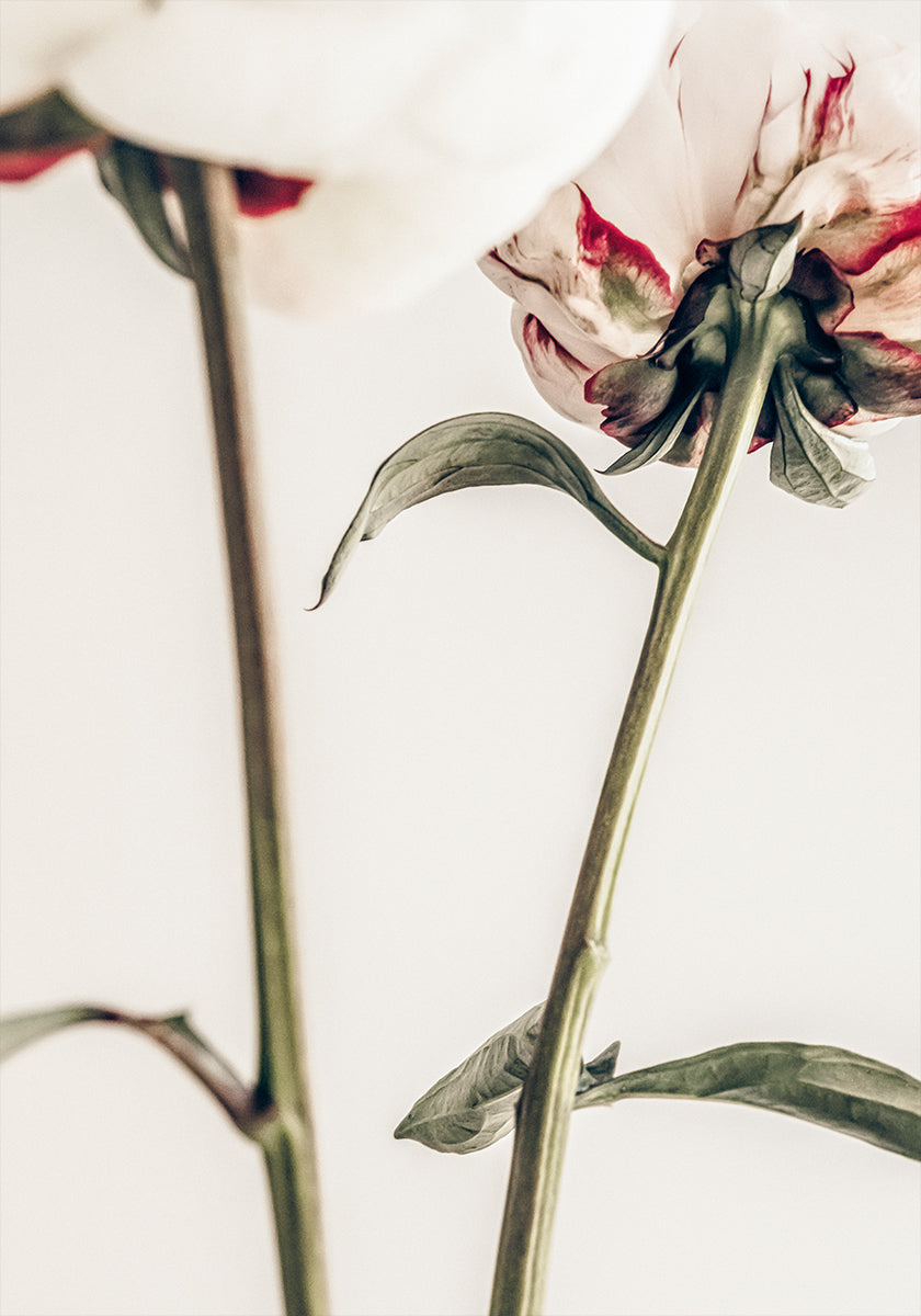Peony 01 - Posterbox