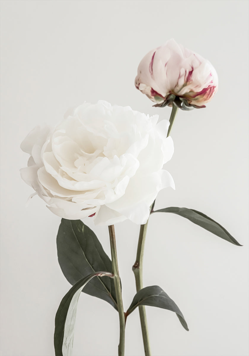 Peony 12 - Posterbox