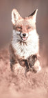 Lächelnder Fuchs Poster - Posterbox.dk