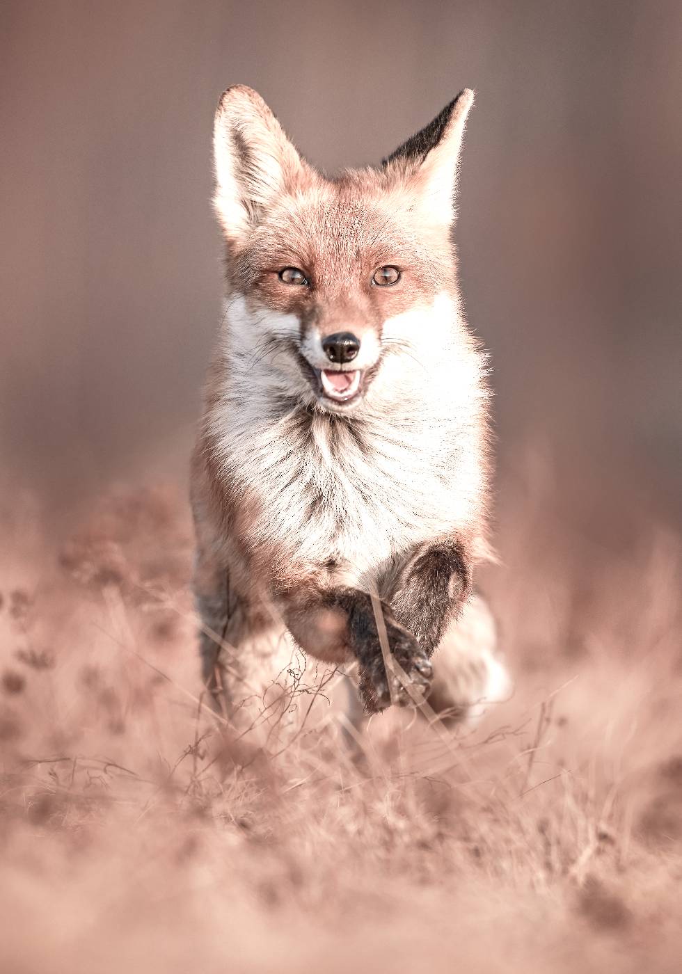 Lächelnder Fuchs Poster - Posterbox.dk