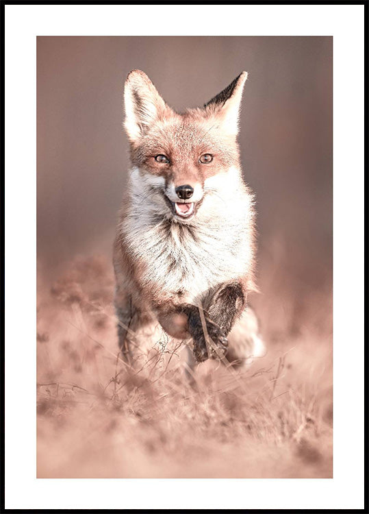 Lächelnder Fuchs Poster - Posterbox.dk