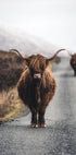 Cow Plakat - Posterbox