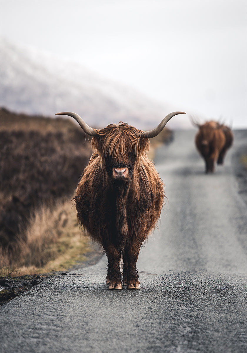 Cow Plakat - Posterbox