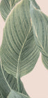 Calla Leaf - Posterbox