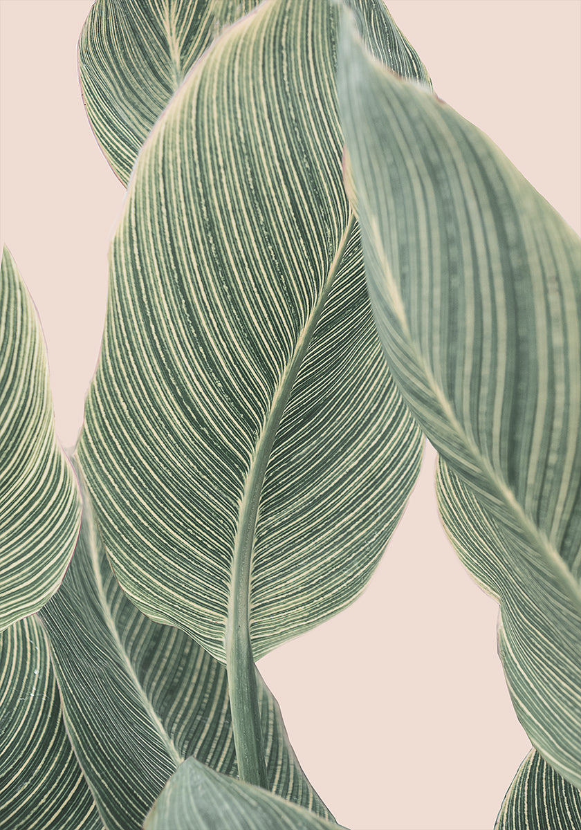 Calla Leaf - Posterbox