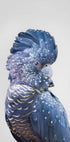Black Cockatoo - Posterbox