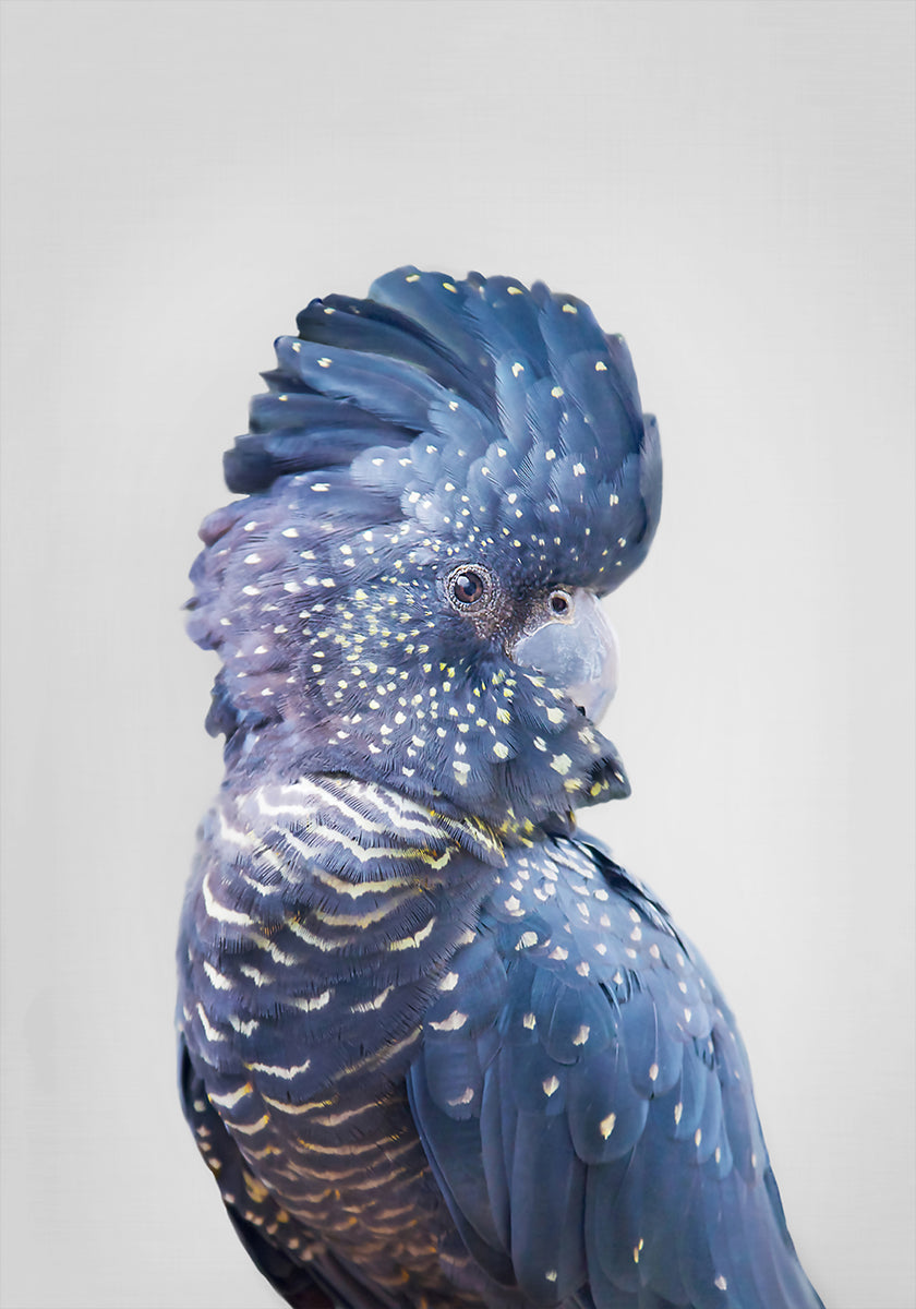 Black Cockatoo - Posterbox