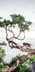 Affe im Baum Poster - Posterbox.dk