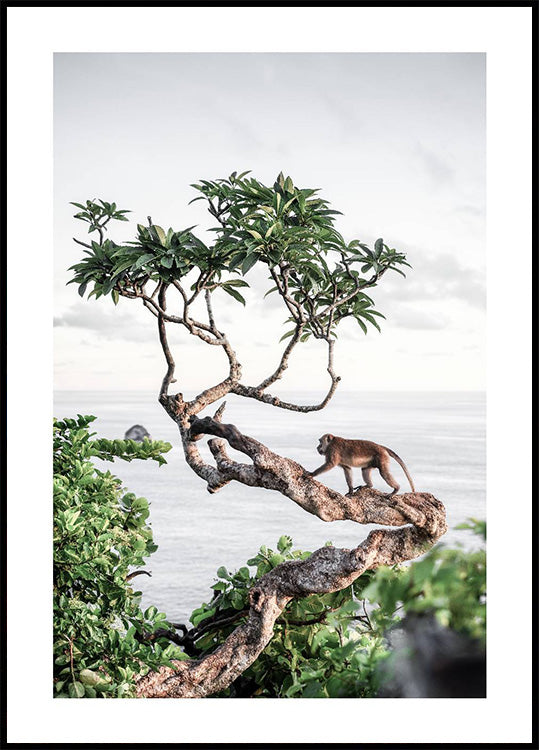 Affe im Baum Poster - Posterbox.dk